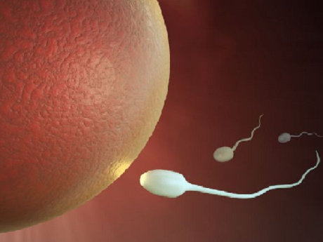Quá trình thụ thai: Tinh trùng là yếu tố quyết định 