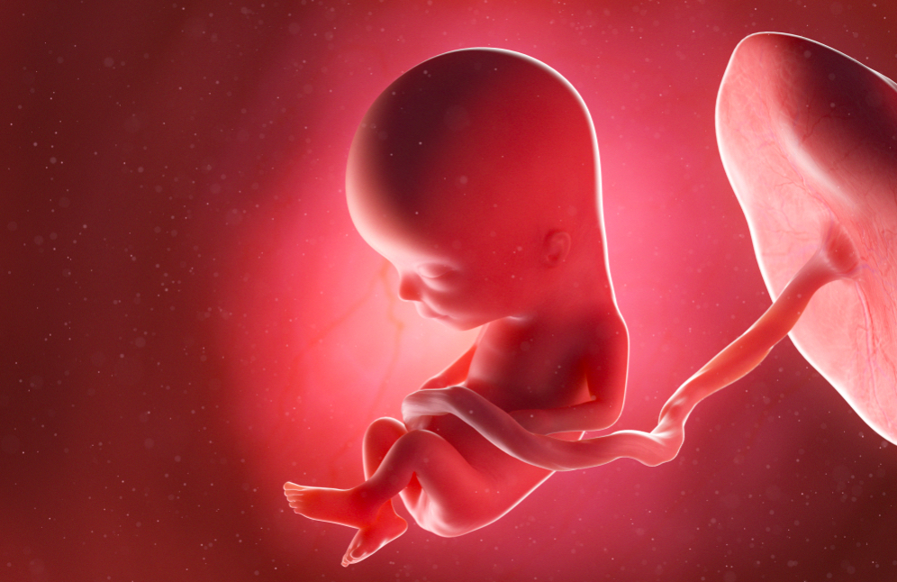 thai nhi 13 tuần tuổi phát triển như thế nào