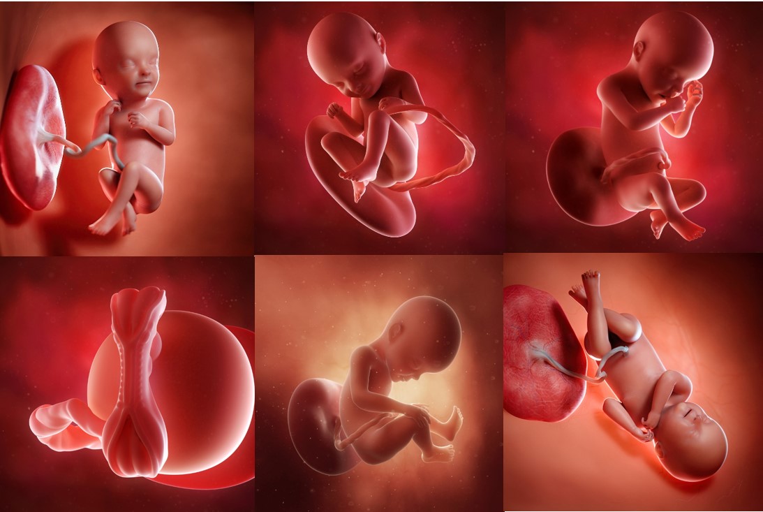 Thai 33 tuần phát triển như thế nào? Hình ảnh của thai nhi 33 tuần tuổi