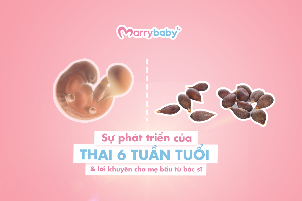 Thai 6 tuần: Sự phát triển mẹ cần biết để dưỡng thai tốt hơn