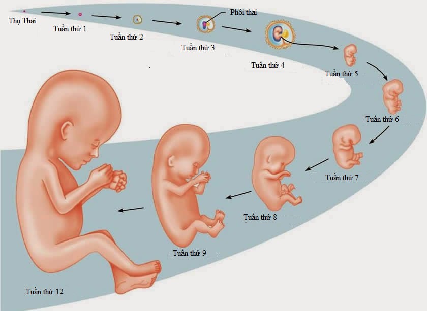 Khi bạn mới mang thai 1 tháng, có rất nhiều điều cần biết để chuẩn bị cho thời gian sắp tới. Hình ảnh này sẽ giúp các mẹ học hỏi những kiến thức căn bản về dinh dưỡng, sức khỏe và chăm sóc cơ bản cho bản thân và bé.