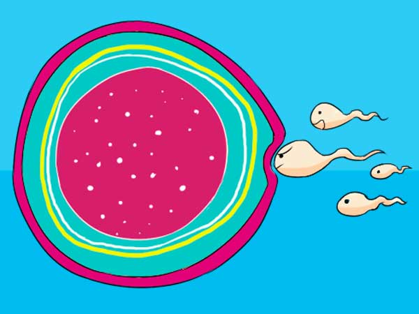 Sự thụ thai bắt đầu ngay sau cuộc gặp gỡ định mệnh của trứng và tinh trùng