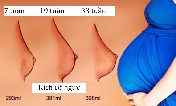 Hình ảnh kích cỡ ngực thay đổi trong quá trình mang thai