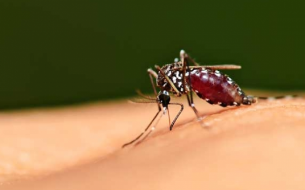 Thuốc chống muỗi nào an toàn cho bé? (Phần 2)