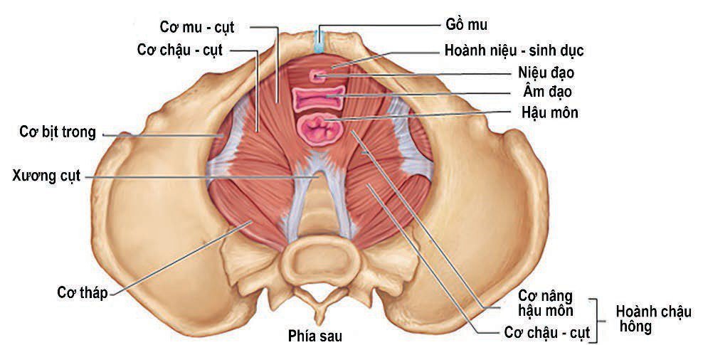 Kegel Exercises: Benefits, How To & Results