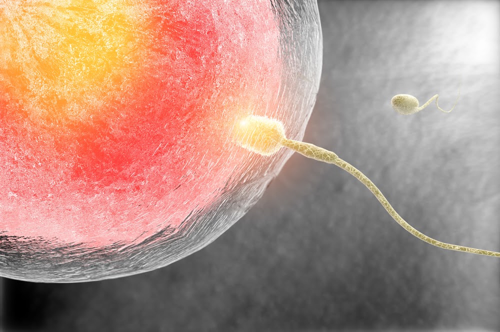 những điều cần biết khi mang thai tuần đầu: quá trình thụ tinh