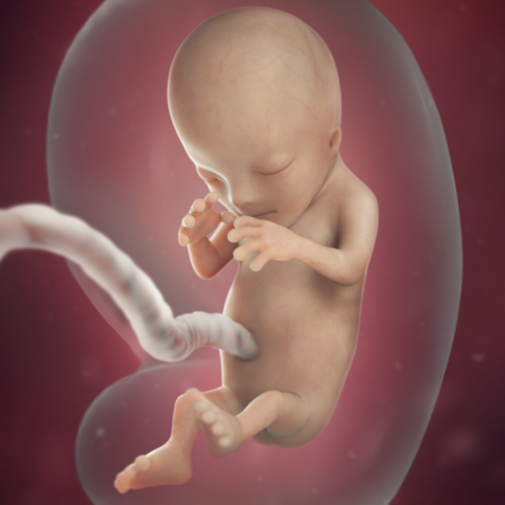 thai 12 tuần phát triển như thế nào