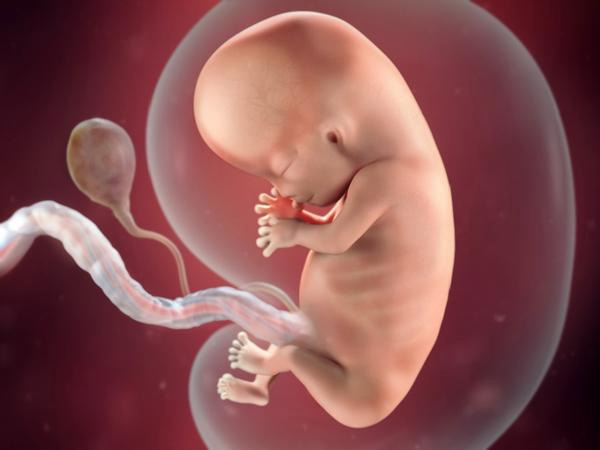 Sự phát triển của thai nhi tuần 10