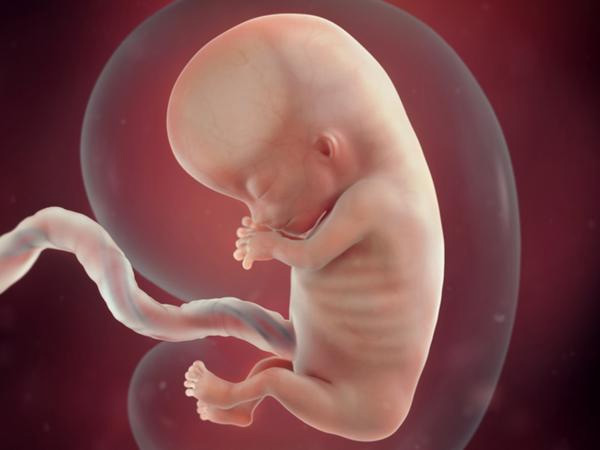Sự phát triển của thai nhi tuần 11