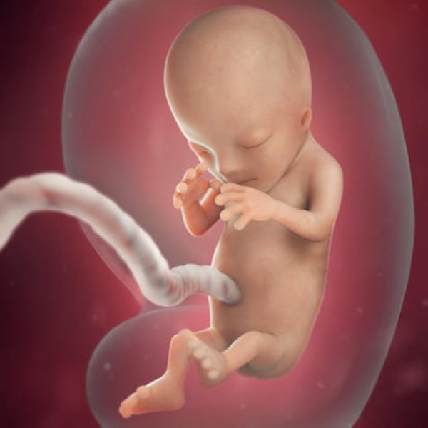 Sự phát triển của thai nhi tuần 12