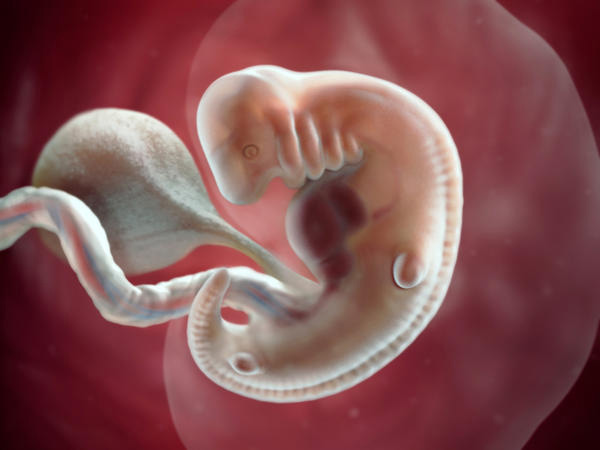 Sự phát triển của thai nhi tuần 7