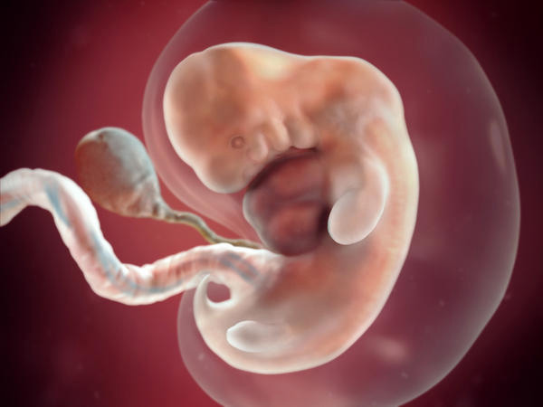 Sự phát triển của thai nhi tuần 7