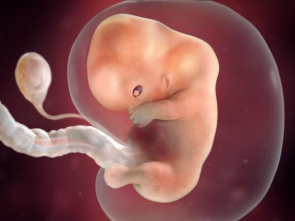 Hình ảnh sự phát triển của thai nhi trong 3 tháng đầu