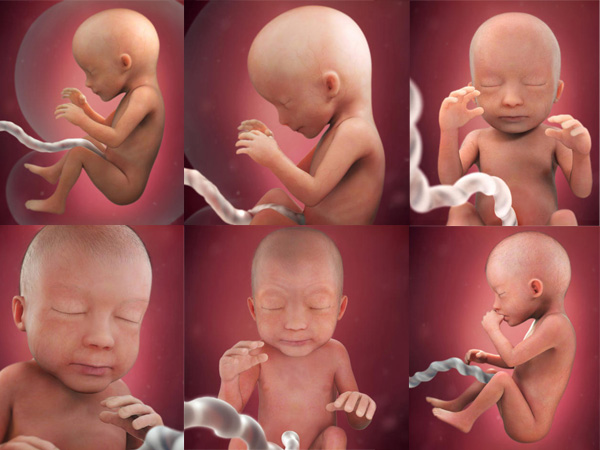 Hé lộ sự phát triển của thai nhi 3 tháng giữa qua hình ảnh