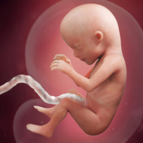 Sự phát triển của thai nhi tuần 15