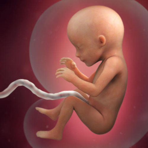 Sự phát triển của thai nhi tuần 17