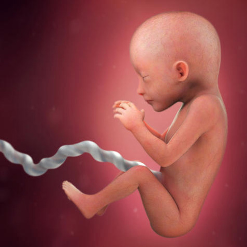 Sự phát triển của thai nhi tuần 19
