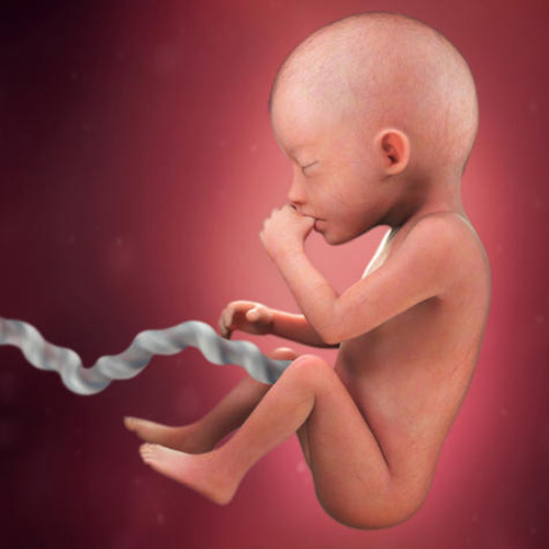 Sự phát triển của thai nhi tuần 20