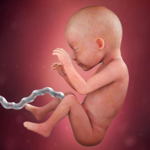Sự phát triển của thai nhi tuần 25