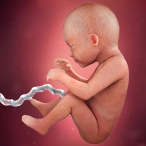 Sự phát triển của thai nhi tuần 29