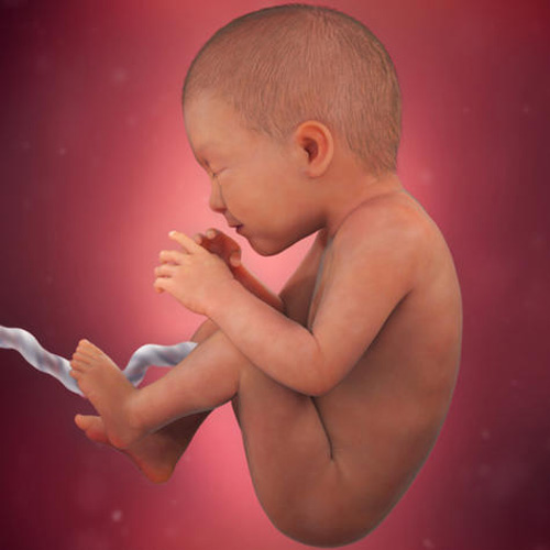 Sự phát triển của thai nhi tuần 35