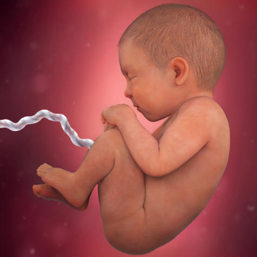 Sự phát triển của thai nhi tuần 39