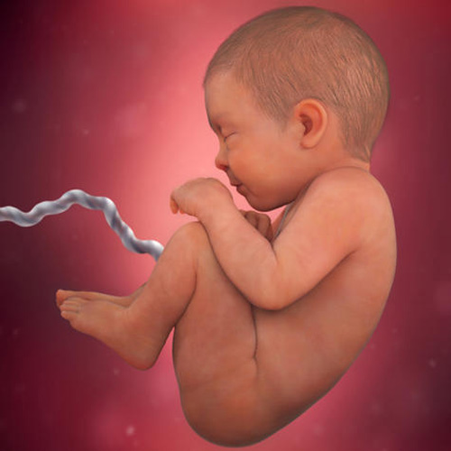 Sự phát triển của thai nhi tuần 40