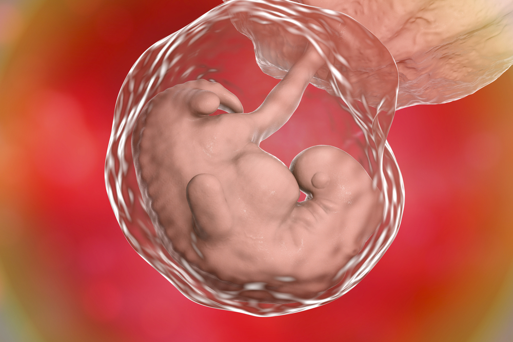Các giai đoạn phát triển của thai nhi ở tam cá nguyệt thứ 1: Phôi thai 4 tuần