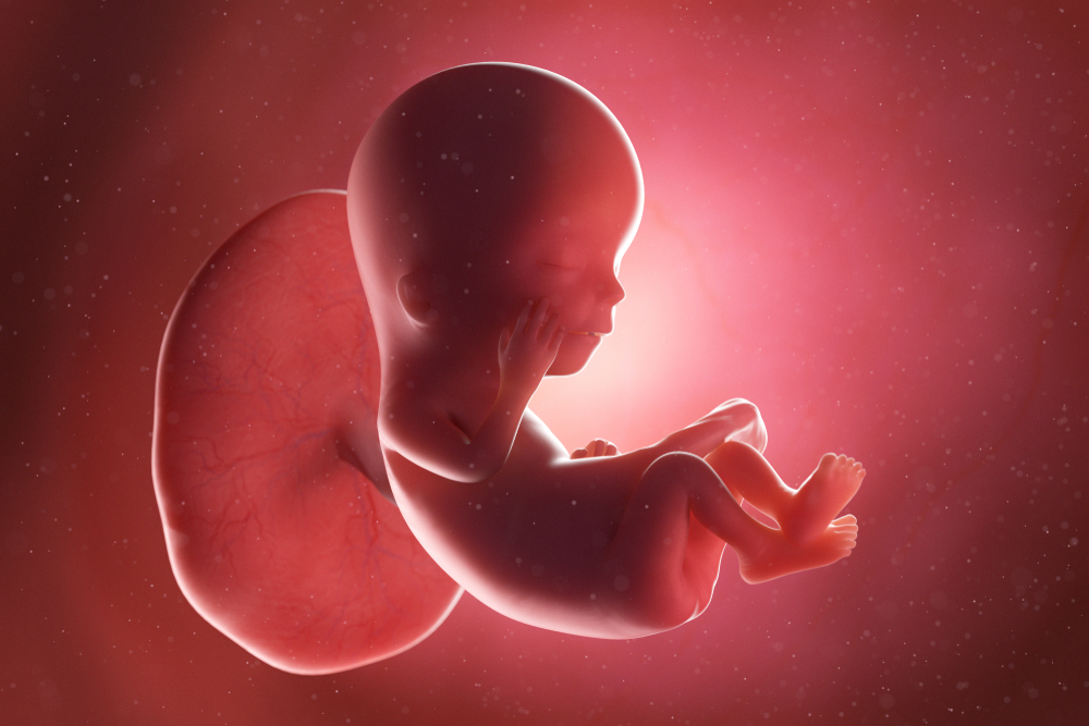Các giai đoạn phát triển của thai nhi tam cá nguyệt thứ 1: Hình ảnh thai nhi 12 tuần