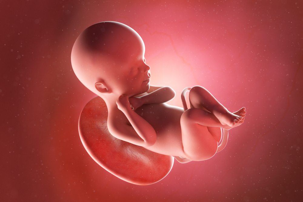 các giai đoạn phát triển của thai nhi theo tam cá nguyệt thứ 2: Hình ảnh thai nhi 24 tuần tuổi