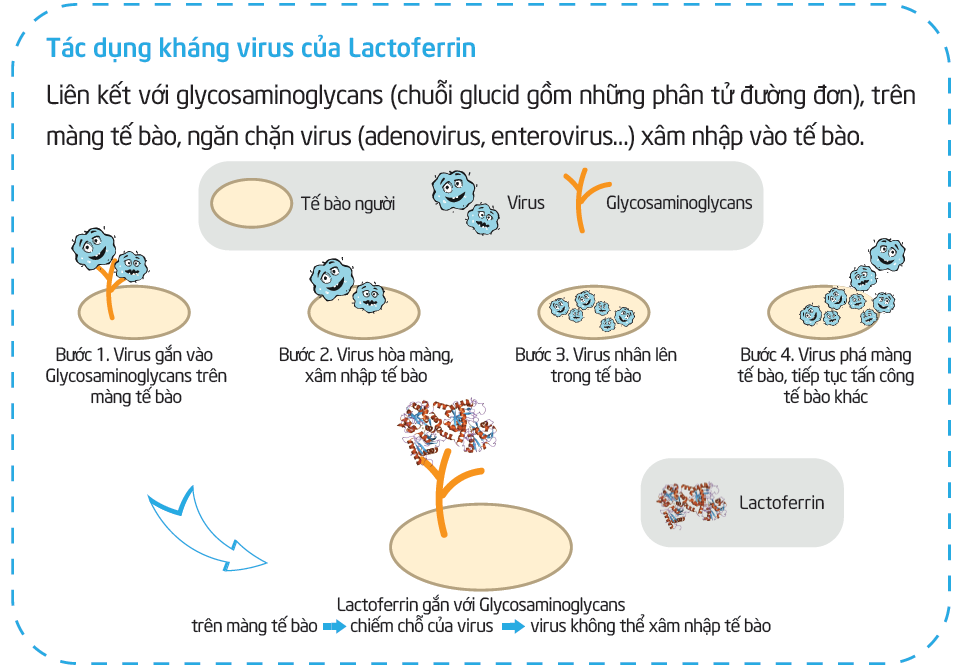 Lactoferrin ngăn cản virus xâm nhập vào tế bào