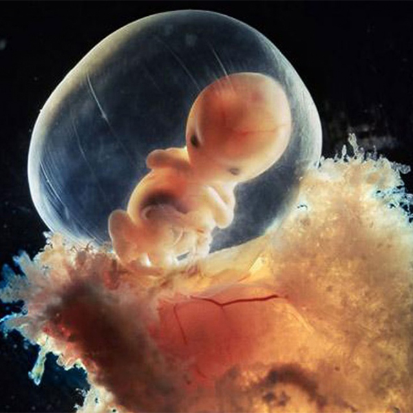 Quá trình phát triển của thai nhi 14
