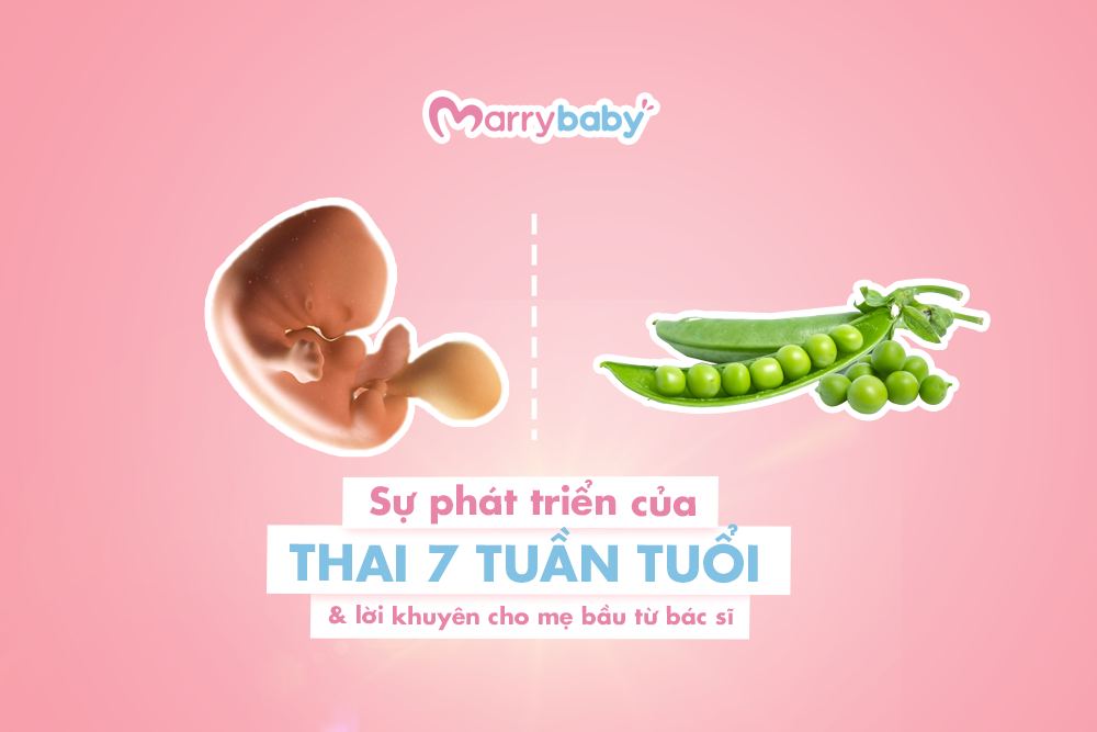 Thai 7 tuần phát triển như thế nào và cơ thể mẹ thay đổi ra sao?