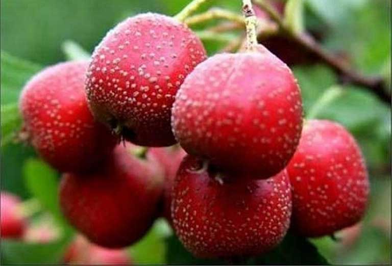 phụ nữ sau sinh nên ăn hoa quả gì