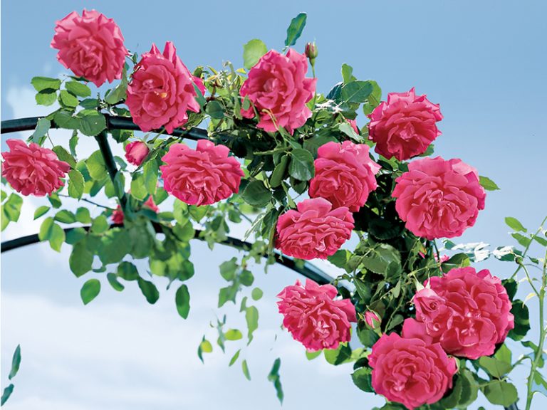Hướng dẫn cách trồng hoa hồng leo bằng cành cực đơn giản