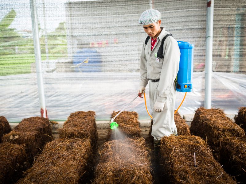 cách trồng nấm rơm sạch 