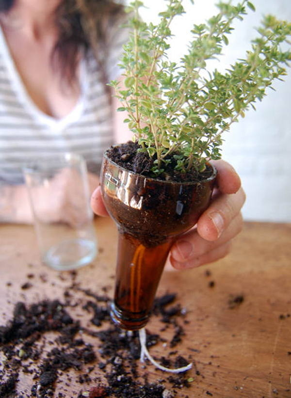 Chậu trồng cây bằng chai lọ thủy tinh 3