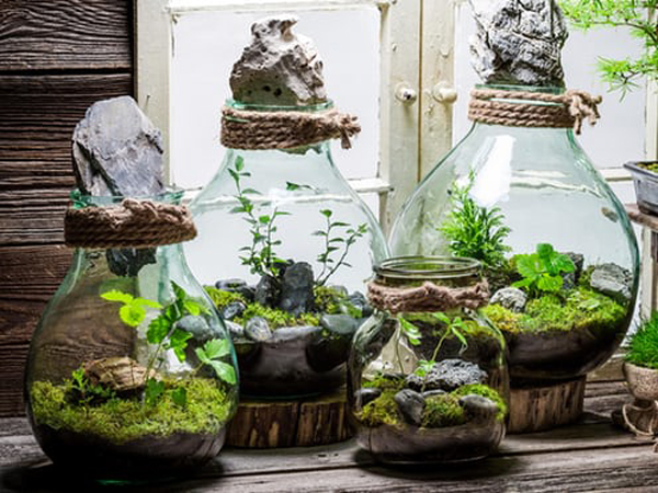 Vườn mini Terrarium: Cả thế giới thu bé lại chỉ bằng... lọ thủy tinh