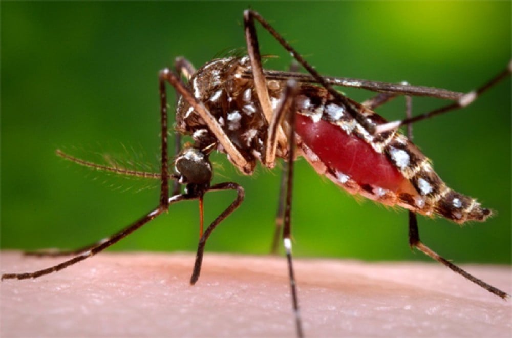 3 loài muỗi gây bệnh sốt xuất huyết, Zika, sốt rét nguy hiểm