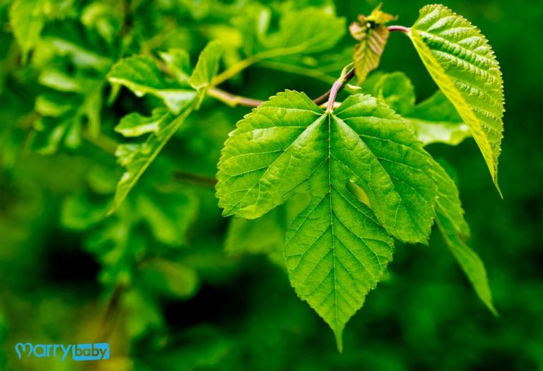Tác dụng của lá dâu tằm: Cực tốt nhưng có an toàn cho bà bầu không?