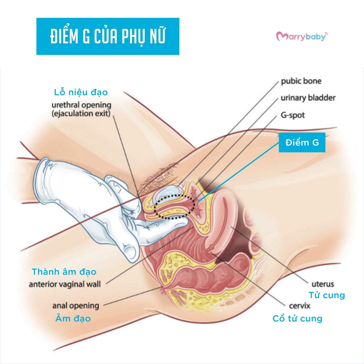 Điểm G của phụ nữ nằm ở đâu?