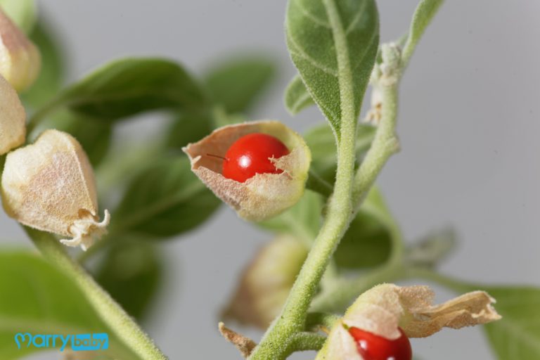 Ashwagandha là gì? Bà bầu có dùng được không?