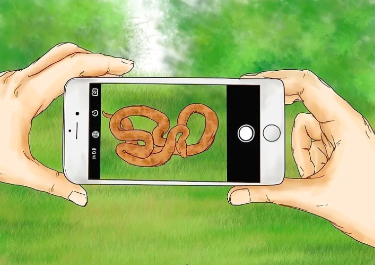 Bạn có thể chụp ảnh con rắn lại để bác sĩ xác định đó có phải là rắn độc
