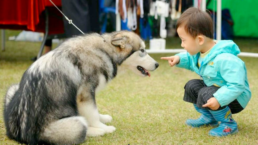 Trẻ em thích nghịch đùa nên dễ trở thành nạn nhân của chó
