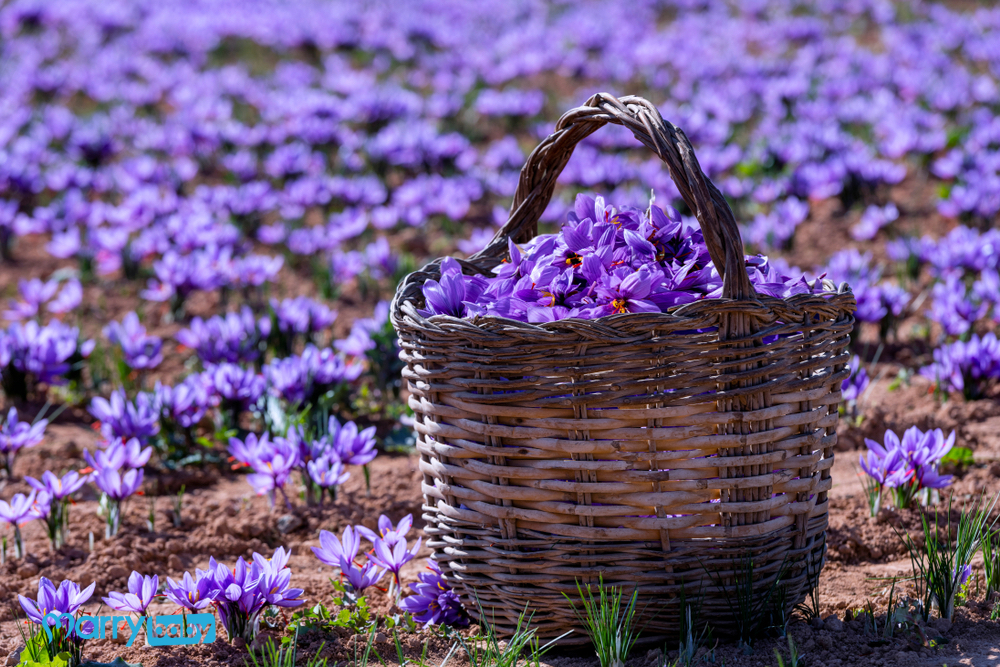 11 công dụng của nhuỵ hoa nghệ tây saffron cho mẹ bầu và mẹ sau sinh