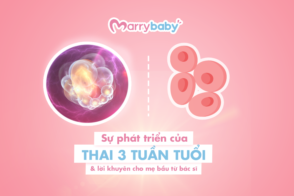 Thai nhi 3 tuần tuổi: Kích thước và sự phát triển của bé