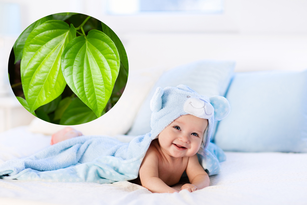 Tác dụng của lá trầu không với trẻ sơ sinh và cách tắm lá cho con