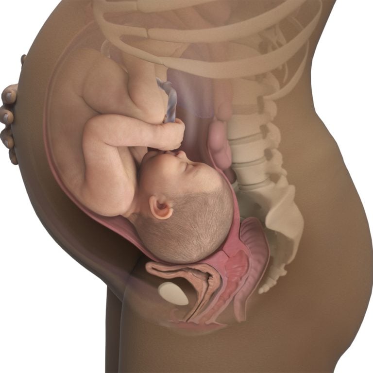 Sự phát triển của thai nhi: thai nhi 41 tuần