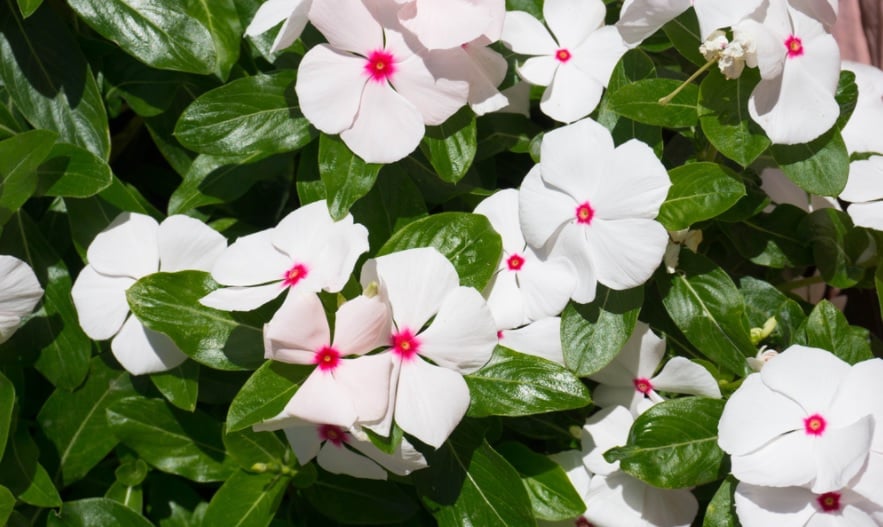 Dừa cạn hoa trắng chứa hoạt chất cao hơn