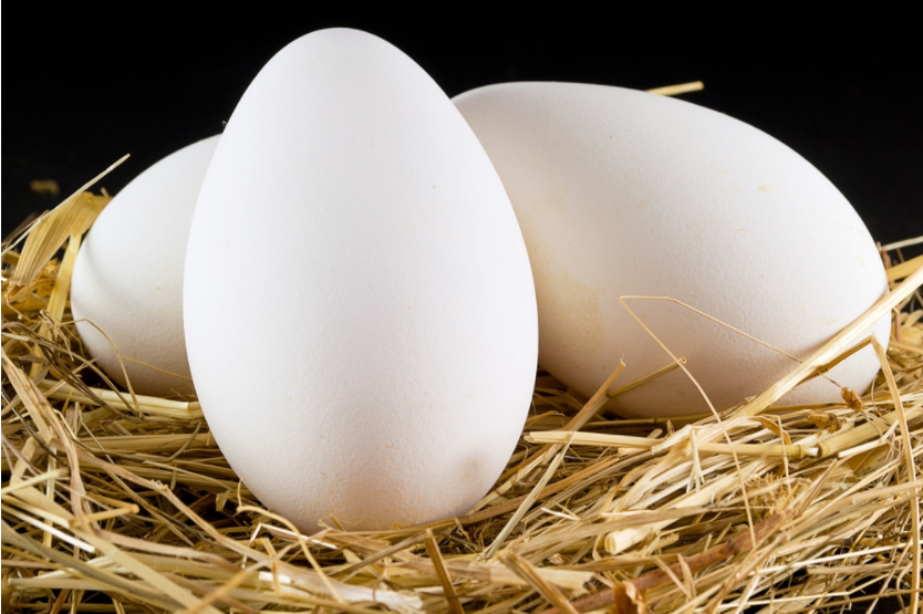 tác dụng của trứng ngỗng giúp tăng khả năng thụ thai